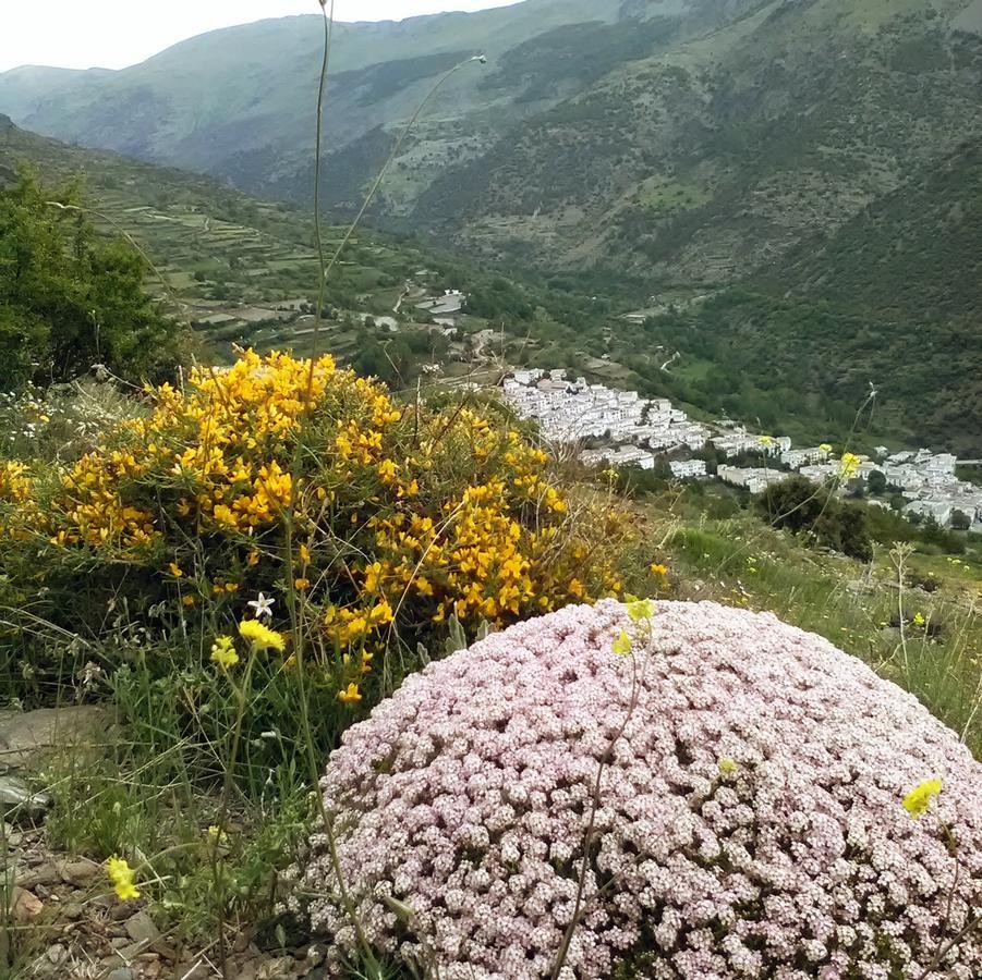 Refugio Alpujarra Alta Bed and Breakfast Trevélez Zewnętrze zdjęcie